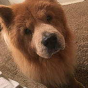 Charlie is registered to the contest to win money with this photo: dog, fluffy, brown, pet, indoor, carpet, curious, closeup, animal, mammal, cute, fur, face, ears, nose, paw, companion, domestic, friendly, canine