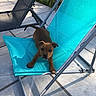 Bayla participe au concours pour gagner de l'argent avec cette photo : animal, chair, concrete, cute, daytime, dog, furniture, garden, leisure, outdoor, patio, pet, playful, puppy, relaxing, summer, sunlight, sunny, turquoise, young_dog