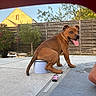 animal, backyard, brown_dog, bucket, concrete_floor, daytime, dog, fence, grass, happy, outdoor, pet, plant, playful, sky, small_bucket, smiling_dog, sunlight, tongue_out, wooden_fence