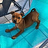Bayla a rejoint le concours — aidez-le/la à gagner de superbes lots ! animal, brown_dog, canine, chair, curious, cute, daylight, dog, leisure, mesh_chair, outdoor, patio, pet, playful, puppy, relaxing, summer, sunny, turquoise_chair, young_dog