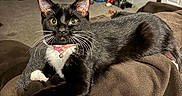 Mittens is registered to the contest to win money with this photo: alert, black_and_white, blanket, cat, chair, collar, curious, domestic_animal, floor, furniture, home, indoor, living_room, pet, relaxing, television, toy, tuxedo_cat, vacuum_cleaner, whiskers