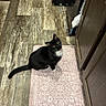 Mittens is registered to the contest to win money with this photo: animal, black_cat, cabinet, cat, curious, domestic_cat, ears, feline, floor_mat, flooring, home, indoor, kitchen, looking_up, pet, pink_rug, tail, whiskers, white_chest, wooden_floor