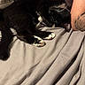 Mittens is registered to the contest to win money with this photo: animal, bed, black_cat, blanket, cat, closeup, comfort, cozy, domestic, feline, fur, human_arm, indoor, pet, relaxation, resting, sleeping, tattoo, whiskers, white_paws