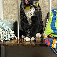 Mittens is registered to the contest to win money with this photo: bell, black_and_white, blanket, cat, collar, colorful, cozy, curious, cute, domestic_animal, folded_towels, fur, indoor, licking_nose, paws, pet, sitting, tuxedo_cat, whiskers, wooden_shelf