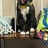 bell, black_and_white, blanket, cat, collar, colorful, cozy, curious, cute, domestic_animal, folded_towels, fur, indoor, licking_nose, paws, pet, sitting, tuxedo_cat, whiskers, wooden_shelf