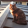 Titine a rejoint le concours — aidez-le/la à gagner de superbes lots ! cat, animal, pet, feline, fluffy, outdoor, rooftop, sunset, warm_light, building, residential, window, fur, sitting, looking, domestic, quiet, calm, daylight, urban
