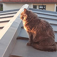 Titine participe au concours pour gagner de l'argent avec cette photo : cat, fluffy, outdoor, sunlight, roof, building, window, feline, pet, animal, side_view, sitting, daylight, quiet, contemplative, fur, tail, urban, calm, nature