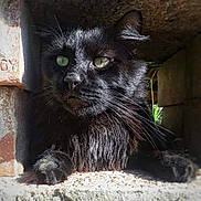Yuri a rejoint le concours — aidez-le/la à gagner de superbes lots ! black_cat, cat, animal, pet, feline, whiskers, eyes, fur, stone, crevice, nature, outdoor, shadow, light, texture, curious, closeup, portrait, mammal, wildlife