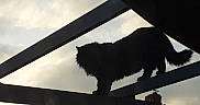 Yuri participe au concours pour gagner de l'argent avec cette photo : cat, silhouette, outdoor, sky, clouds, roof, building, tree, metal_beam, animal, pet, feline, sunset, shadow, nature, quiet, adventure, balance, evening, urban