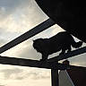cat, silhouette, outdoor, sky, clouds, roof, building, tree, metal_beam, animal, pet, feline, sunset, shadow, nature, quiet, adventure, balance, evening, urban