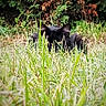 black_cat, grass, greenery, outdoor, nature, animal, pet, stealth, hiding, foliage, closeup, wildlife, mammal, ears, eyes, camouflage, plant, summer, daylight, cute