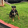 dog, grass, leash, sidewalk, person, footwear, flip_flops, curb, outdoor, happy, pet, canine, collar, tongue_out, black_dog, brown_dog, sitting, parked_car, road, daytime