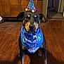 Lilo is registered to the contest to win money with this photo: dog, birthday_hat, bandana, indoor, wooden_floor, pet, celebration, black_dog, brown_markings, animal, canine, costume, festive, party, sitting, looking_at_camera, household, furniture, cabinet, floor