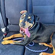 Lilo is registered to the contest to win money with this photo: dog, canine, pet, animal, car_interior, seat, leash, black_and_tan, tongue_out, happy, panting, collar, paw, fur, domestic_animal, resting, vehicle, transportation, smiling, companion