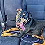 dog, canine, pet, animal, car_interior, seat, leash, black_and_tan, tongue_out, happy, panting, collar, paw, fur, domestic_animal, resting, vehicle, transportation, smiling, companion
