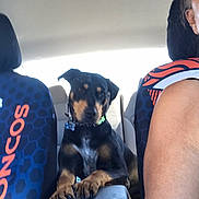 Lilo is registered to the contest to win money with this photo: animal, backseat, black_dog, car, center_console, collar, companion, dog, interior, paws, person, pet, road_trip, seat, seat_cover, shoulder, tan_markings, travel, vehicle, window