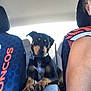 dog, car, backseat, paws, center_console, collar, pet, animal, seat_cover, person, shoulder, window, interior, travel, road_trip, black_dog, tan_markings, seat, vehicle, companion