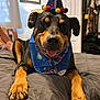 Lilo is registered to the contest to win money with this photo: dog, party_hat, bandana, bed, smiling, tongue_out, indoor, blanket, clothing, furniture, pet, canine, happy, portrait, paw, resting, room, closet, decoration, home