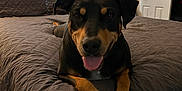 Lilo joined the competition — help win amazing prizes! dog, bed, quilt, pillow, lamp, curtains, room, indoor, smiling, pet, canine, fur, ears, tongue, resting, cozy, furniture, home, animal, portrait