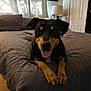 dog, bed, quilt, pillow, lamp, curtains, room, indoor, smiling, pet, canine, fur, ears, tongue, resting, cozy, furniture, home, animal, portrait
