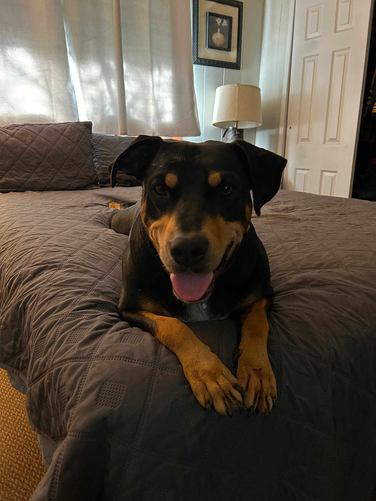 Lilo joined the competition — help win amazing prizes! dog, bed, quilt, pillow, lamp, curtains, room, indoor, smiling, pet, canine, fur, ears, tongue, resting, cozy, furniture, home, animal, portrait