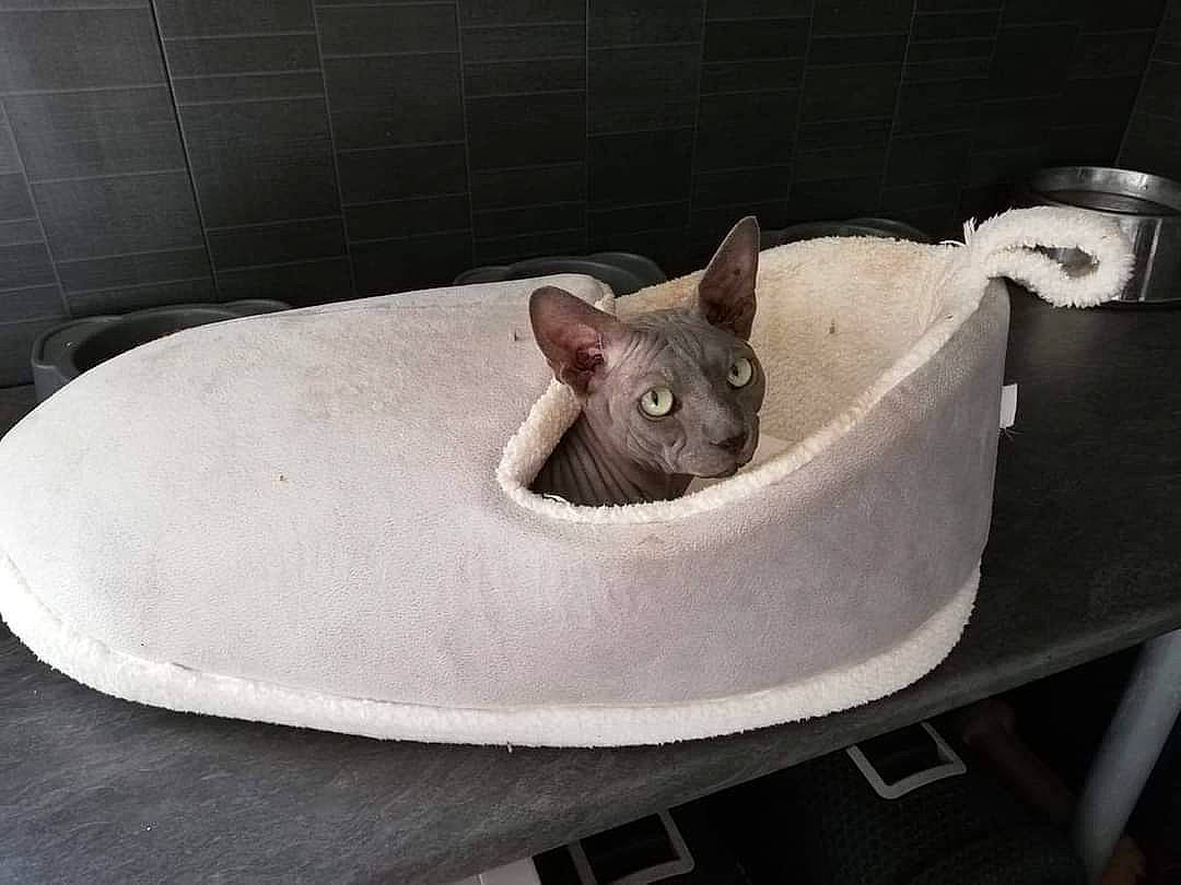 Oscar a rejoint le concours — aidez-le/la à gagner de superbes lots ! carnivore, cat, cat_bed, cat_supply, circle, comfort, couch, domestic_short_haired_cat, fawn, felidae, linens, room, small_to_medium_sized_cats, snout, tail, vertebrate, whiskers, wood