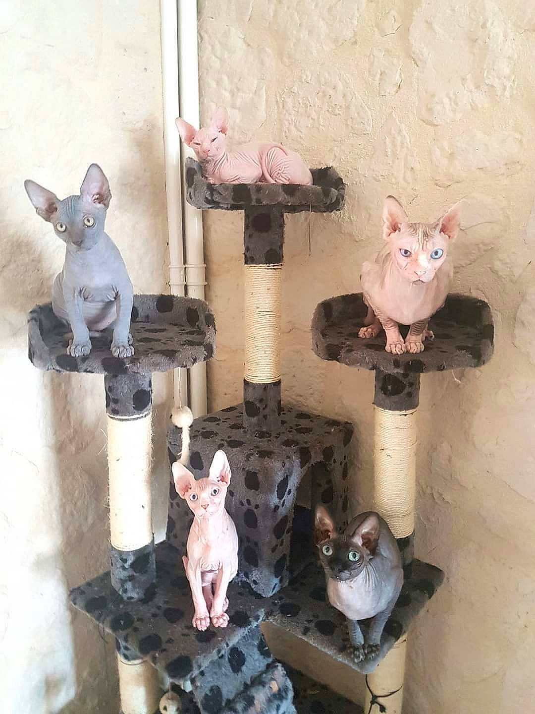 Oscar a rejoint le concours — aidez-le/la à gagner de superbes lots ! art, baby_toys, chair, collection, figurine, pink, plaster, plush, room, shelf, shelving, souvenir, stuffed_toy, teddy_bear, toy, visual_arts, wood