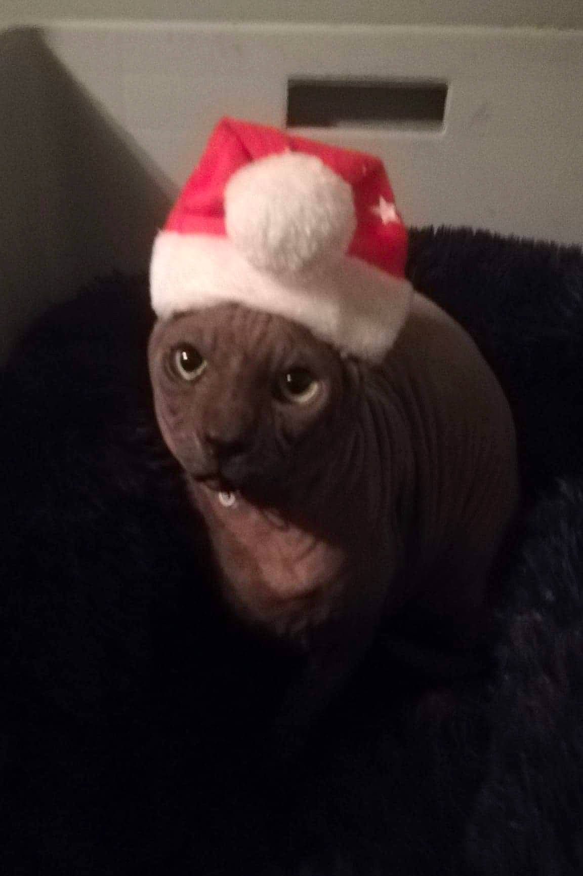 Oscar participe au concours pour gagner de l'argent avec cette photo : canidae, cap, carmine, carnivore, cat, cloud, costume, costume_hat, darkness, facial_hair, fang, felidae, fictional_character, fur, hat, selfie, small_to_medium_sized_cats, snout, tail, whiskers