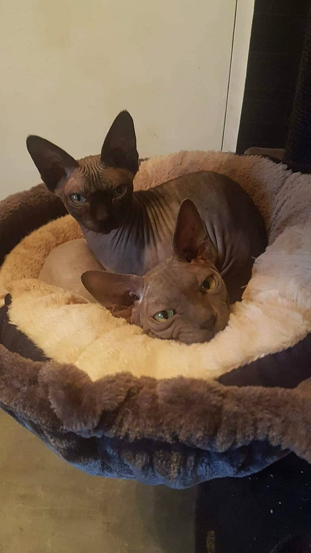 Oscar a rejoint le concours — aidez-le/la à gagner de superbes lots ! canidae, carnivore, cat, cat_bed, cat_supply, comfort, cone, dog_breed, ear, fawn, felidae, linens, liver, small_to_medium_sized_cats, snout, tail, terrestrial_animal, toy, whiskers, working_animal