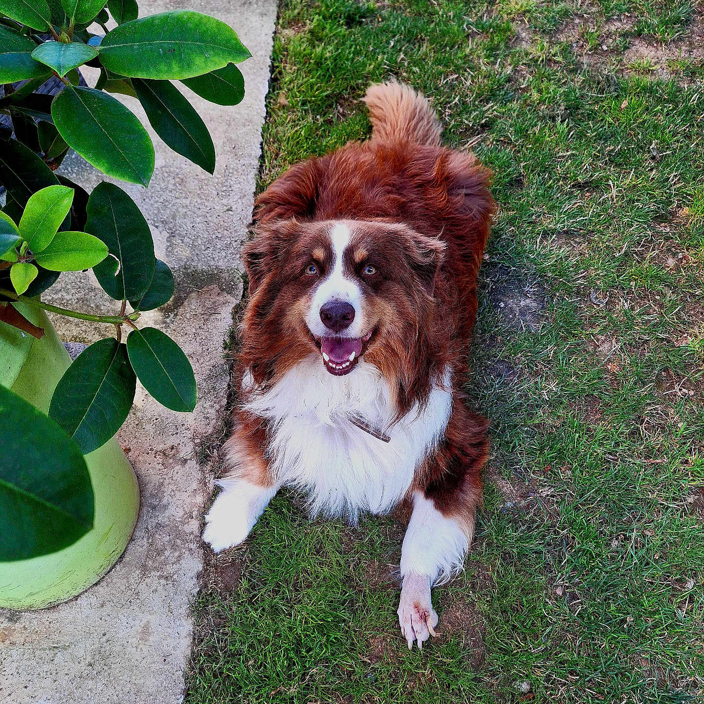 Paco a rejoint le concours — aidez-le/la à gagner de superbes lots ! animal, canine, dog, flagstone, food, grass, herbal, herbs, jar, lawn, leaf, path, pet, plant, planter, pottedplant, pottery, summer, vase, walkway