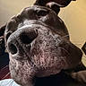 Bowzer is registered to the contest to win money with this photo: dog, black_dog, close_up, nose, whiskers, ears, pet, animal, canine, portrait, indoor, funny_angle, snout, fur, muzzle, whisker, cute, domestic_animal, face, looking_up