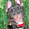 Bowzer is registered to the contest to win money with this photo: dog, smiling, grass, outdoor, pet, black_and_white, collar, playful, happy, close_up, ears, tongue, canine, animal, nature, cute, lying_down, friendly, tongue_out, red_collar