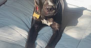 Bowzer joined the competition — help win amazing prizes! dog, black_dog, bed, bedding, sunlight, indoor, pet, animal, relaxing, paws, portrait, canine, collar, white_paws, bedroom, fur, domestic_animal, resting, comfort, cute