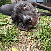 Bowzer joined the competition — help win amazing prizes! dog, black_dog, grass, outdoor, yard, close_up, wide_angle, pet, animal, sleepy, face, fur, nose, ears, relaxed, nature, home, leaf, ground, daytime