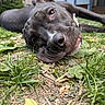 dog, black_dog, grass, outdoor, yard, close_up, wide_angle, pet, animal, sleepy, face, fur, nose, ears, relaxed, nature, home, leaf, ground, daytime