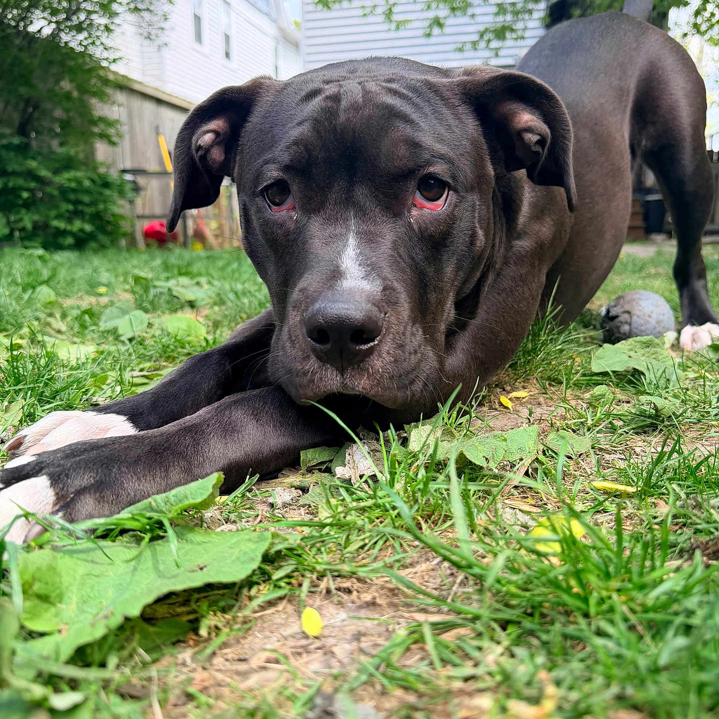 Bowzer joined the competition — help win amazing prizes! dog, black_dog, grass, yard, house, fence, pet, animal, outdoor, playful, paws, white_paws, stretching, leaf, nature, canine, cute, domestic_animal, backyard, summer