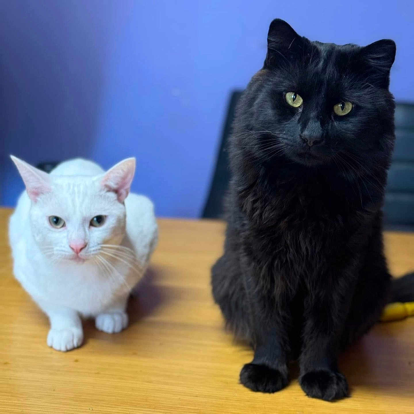 Loki joined the competition — help win amazing prizes! angora, animal, blackcat, cat, hardwood, indoors, interiordesign, kitten, manx, pet, stainedwood, wood