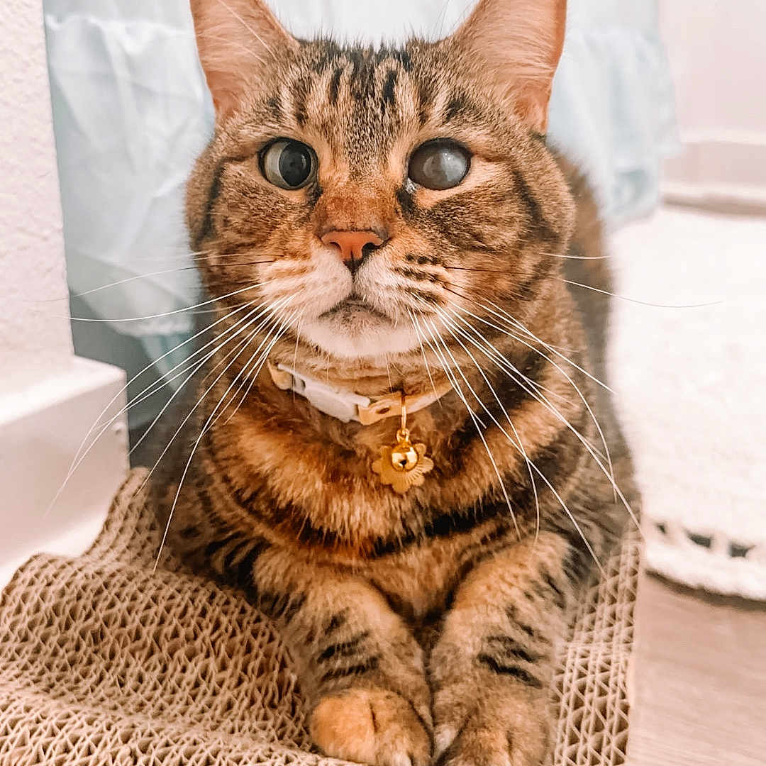 Pigeon is registered to the contest to win money with this photo: animal, bell, cat, closeup, collar, curious, cute, ears, eyes, feline, fur, home, indoor, mat, pet, portrait, relaxed, tabby, texture, whiskers