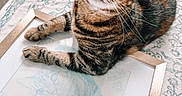 Pigeon is registered to the contest to win money with this photo: animal, cat, curious, cute, decor, drawing, eyes, feline, floor, framed_art, home, indoor, pattern, paws, pet, portrait, relaxed, rug, tabby_cat, whiskers