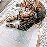 animal, cat, curious, cute, decor, drawing, eyes, feline, floor, framed_art, home, indoor, pattern, paws, pet, portrait, relaxed, rug, tabby_cat, whiskers
