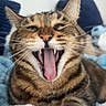 Pigeon joined the competition — help win amazing prizes! animal, bed, blanket, cat, close_up, cozy, cute, fangs, feline, indoor, mouth_open, paw, pet, relaxed, sleepy, striped, tabby, tongue, whiskers, yawning