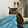 Pigeon is registered to the contest to win money with this photo: animal, blanket, blue_blanket, blue_eye, cat, cat_tree, cozy, cute, domestic_cat, fur, furniture, furry, green_eye, heterochromia, home, indoor, pet, relaxed, tabby_cat, whiskers