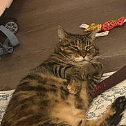 Pigeon joined the competition — help win amazing prizes! animal, blanket, brown, cat, cozy, ears, feline, floor, fur, home, indoor, lying_down, orange, paws, pet, relaxed, striped, tabby, toy, whiskers