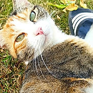Aria a rejoint le concours — aidez-le/la à gagner de superbes lots ! cat, calico, green_eyes, grass, leaf, outdoor, pet, fur, whiskers, animal, nature, closeup, footwear, sandal, casual, relaxed, looking_back, daylight, summer, cute