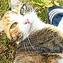cat, calico, green_eyes, grass, leaf, outdoor, pet, fur, whiskers, animal, nature, closeup, footwear, sandal, casual, relaxed, looking_back, daylight, summer, cute