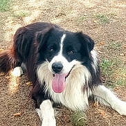 Moon participe au concours pour gagner de l'argent avec cette photo : dog, border_collie, black_and_white, long_hair, fluffy, lying_down, tongue_out, happy, playful, outdoors, grass, dry_grass, tennis_ball, pet, canine, animal, portrait, close_up, white_markings, natural_light