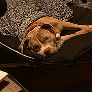 Anaya joined the competition — help win amazing prizes! animal, blanket, brown_dog, canine, chair, comfortable, companion, cozy, cushion, dog, domestic, furniture, home, indoor, knitted_blanket, pet, relaxed, resting, sleepy, warm_lighting