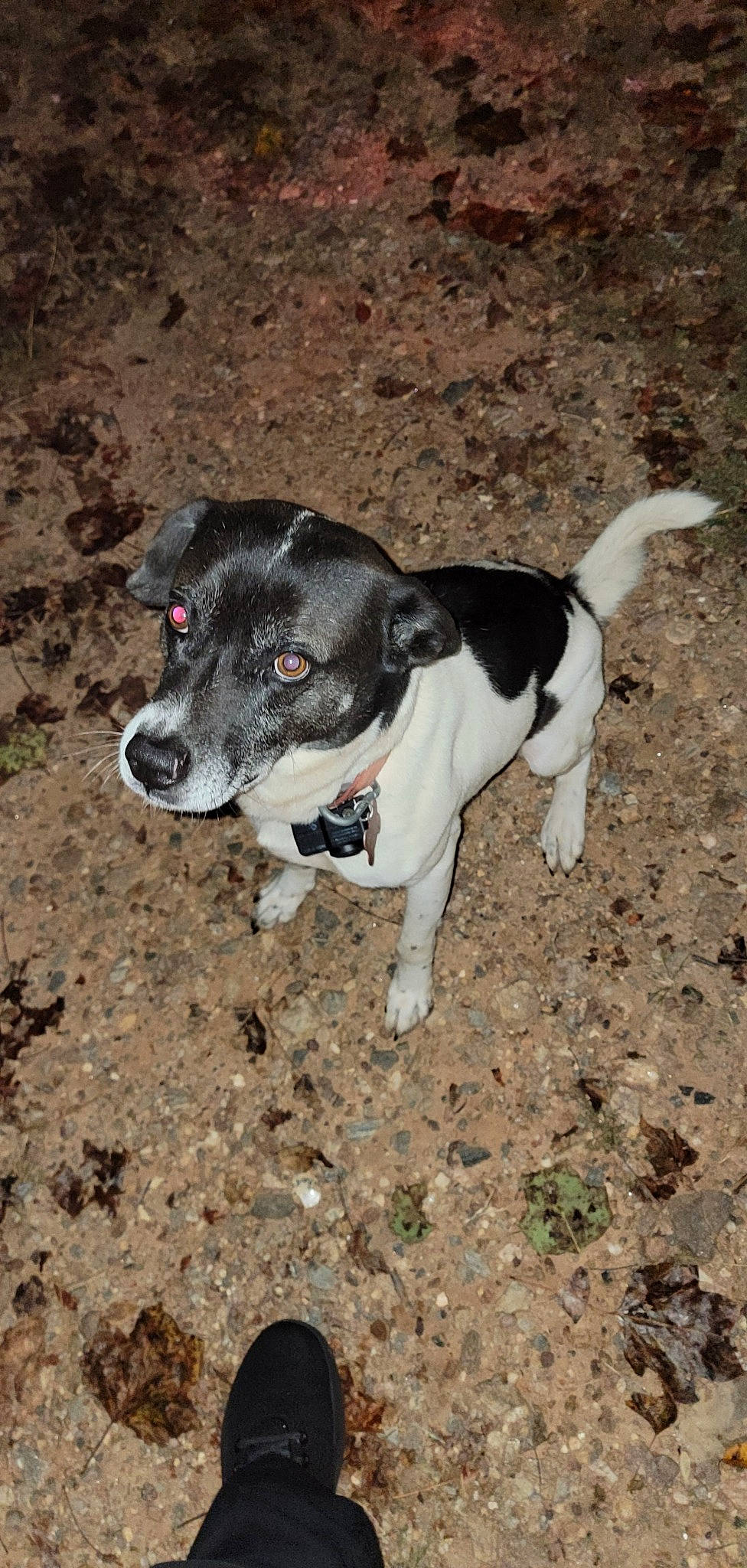 Einstein is registered to the contest to win money with this photo: adventure, canidae, carnivore, collar, companion_dog, dog, dog_breed, hunting_dog, non_sporting_group, paw, puppy, snout, soil, sporting_group, street_dog, tail, terrestrial_animal, whiskers, working_animal, working_dog