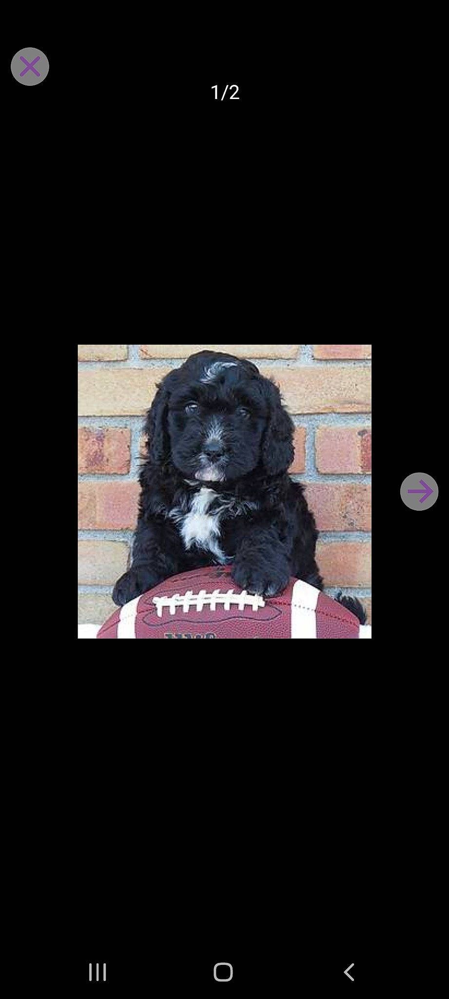 Choco joined the competition — help win amazing prizes! art, automotive_tire, canidae, carnivore, circle, companion_dog, darkness, dog, dog_breed, font, fur, magenta, pattern, rectangle, room, sleeve, snout, sporting_group, visual_arts, water_dog