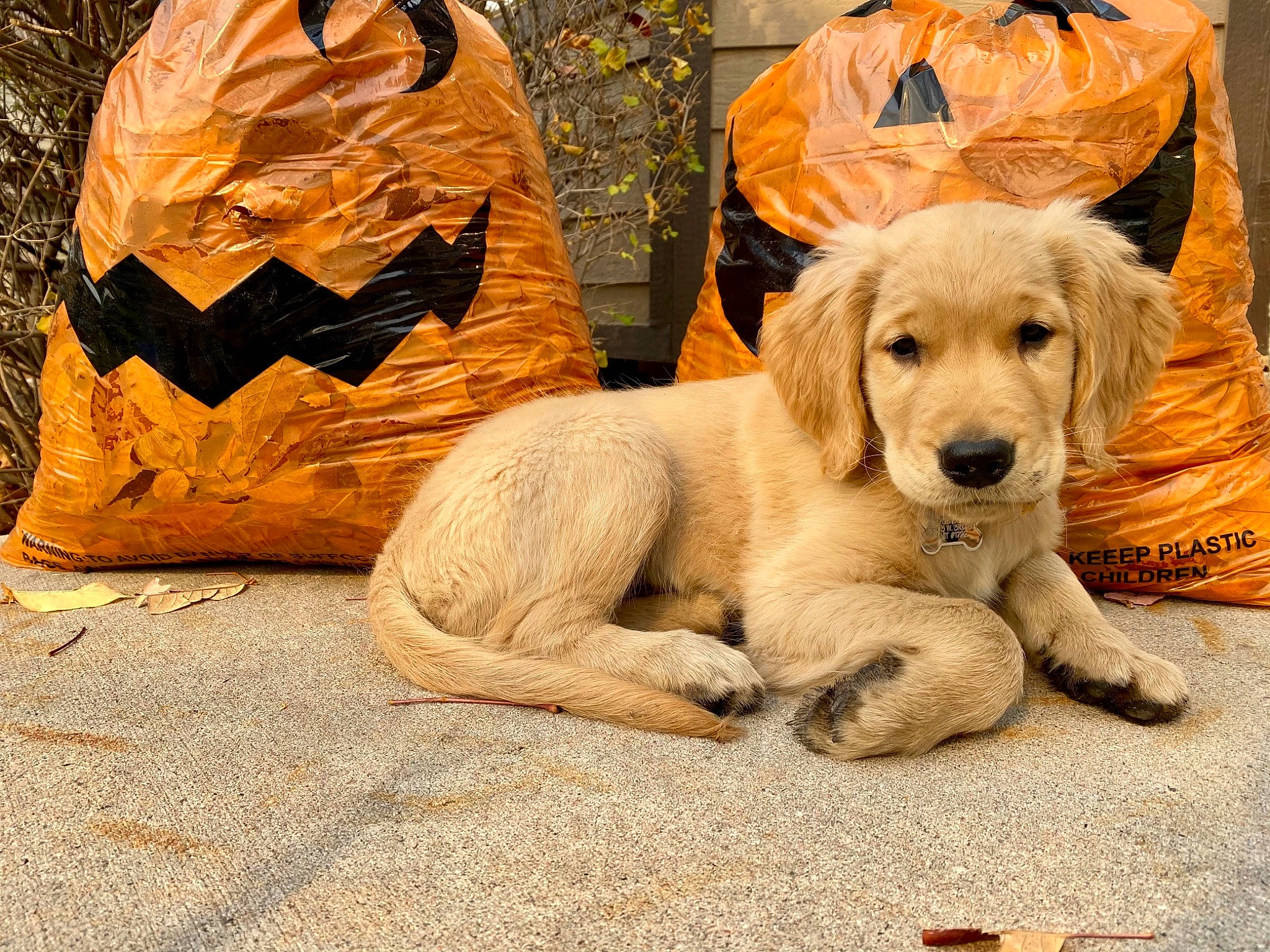 Chesney is registered to the contest to win money with this photo: ancient_dog_breeds, canidae, carnivore, companion_dog, dog, dog_breed, fawn, fur, golden_retriever, grass, plant, retriever, sitting, snout, soil, sporting_group, terrestrial_animal, tree, wood, working_animal